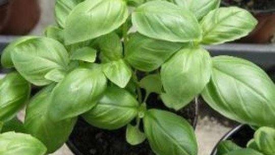 Busuiocul - iarba regilor