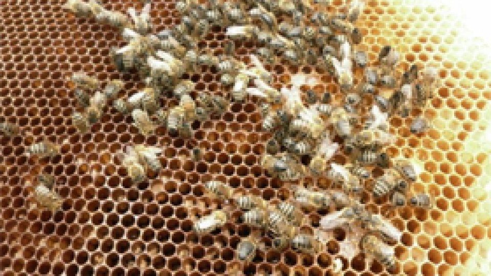 Organisme modificate genetic - plante fără frontiere