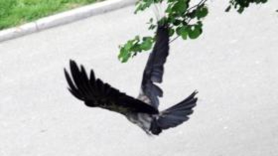 Lumea păsărilor şi delincvenţii ei