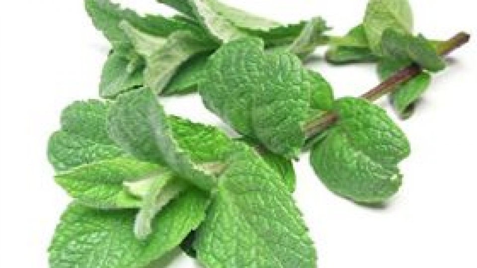 Menta - iarba minţii
