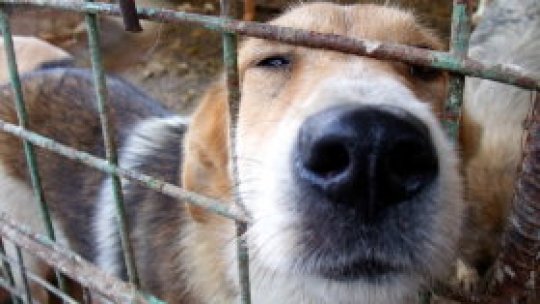 Iubiți și câinii vagabonzi