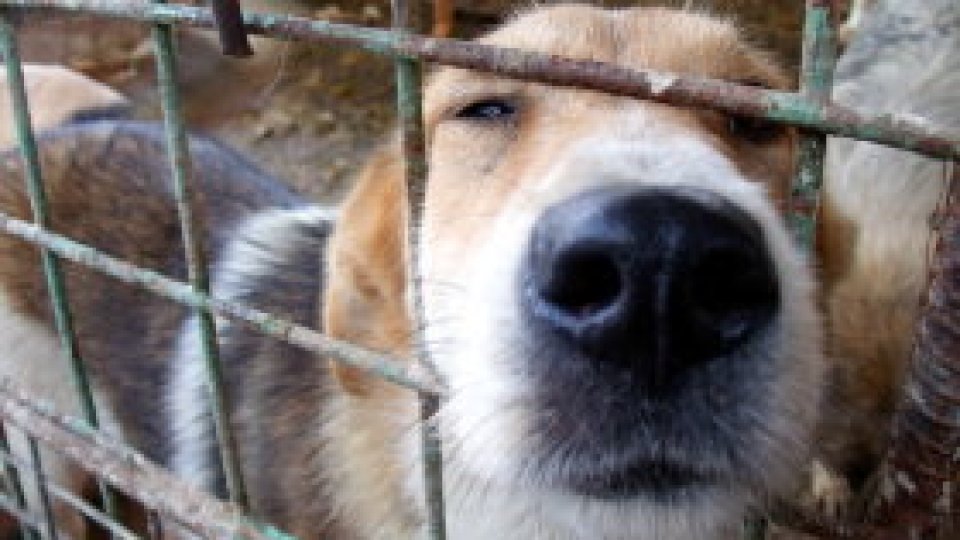 Iubiți și câinii vagabonzi