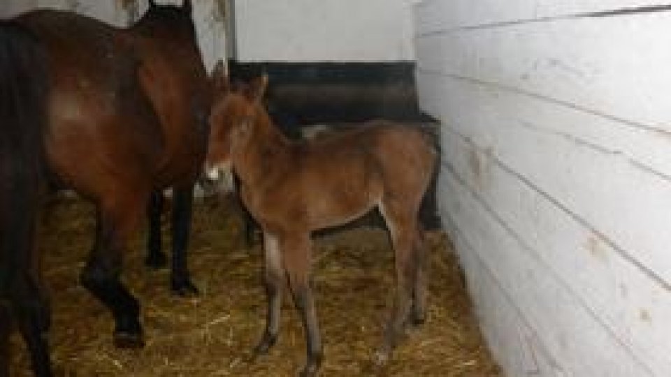 Caii "furioşi" de la Ruşeţu au adăposturi noi