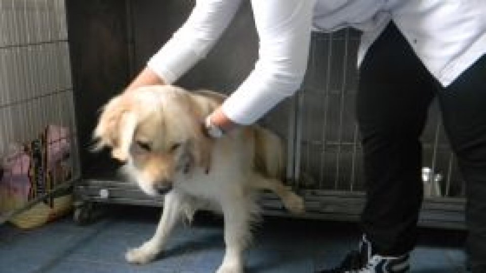 Spital pentru animale la Timişoara