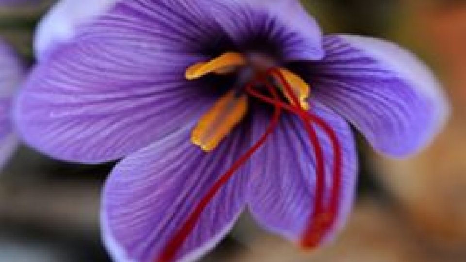 Șofranul - esența iubirii împărtășite