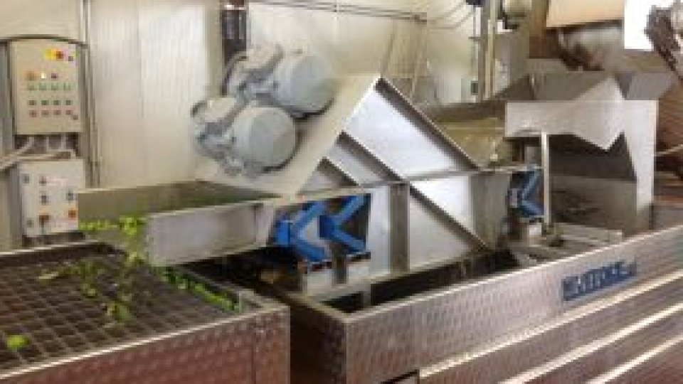 Uleiul de floarea soarelui vs. uleiul extravirgin de măsline