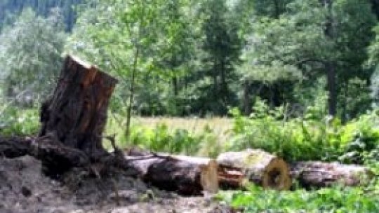 Tăierile ilegale de pădure, "duble faţă de împăduriri"
