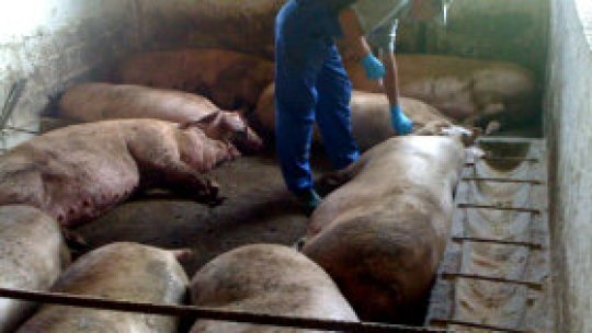 Din strămoşi, "porcii s-au tăiat cu cuţitul"