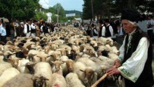Ciobanii sibieni se întorc acasă de sărbători