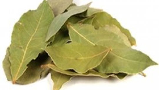 Dafinul – esența purității vindecătoare