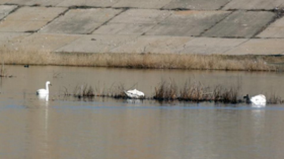 Apa din Lacul Tarniţa "nu a fost contaminată"