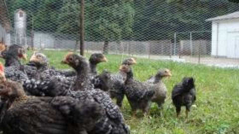 Carnea de pui injectată cu apă, interzisă în Bulgaria