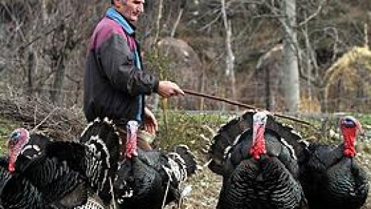 Analizele cărnii de curcan, anunţate într-o săptămână