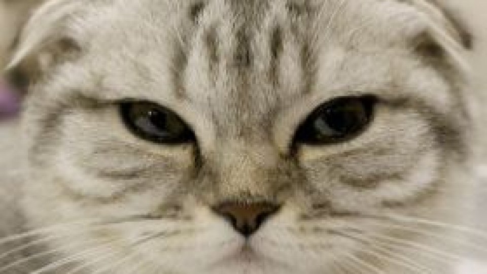 "150 de cuvinte despre cei ce nu cuvântă"