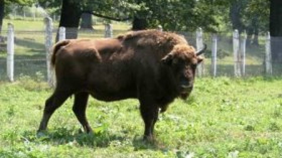 Mi-e dragă România pentru zimbri