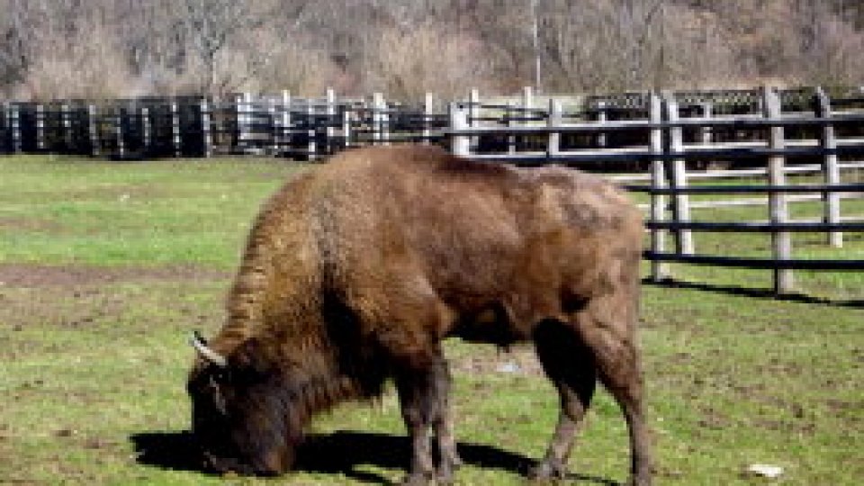 Țara Hațegului, ținutul zimbrilor