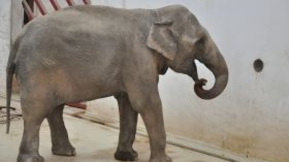 Elefantul Tania "suferă de singurătate"