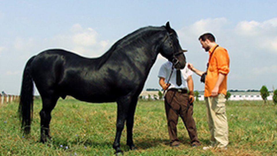 Nonius, o rasă aparte de cai