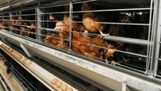 Carne de pasăre contaminată cu salmonella, distrusă