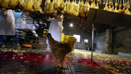 Gripa aviară face o nouă victimă în China