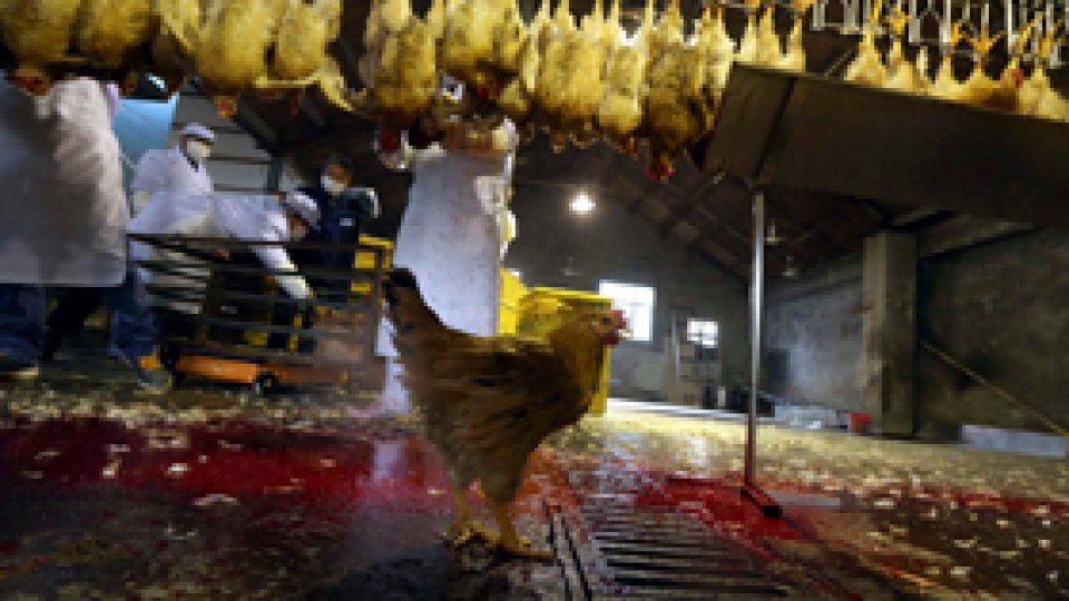 Gripa aviară face o nouă victimă în China