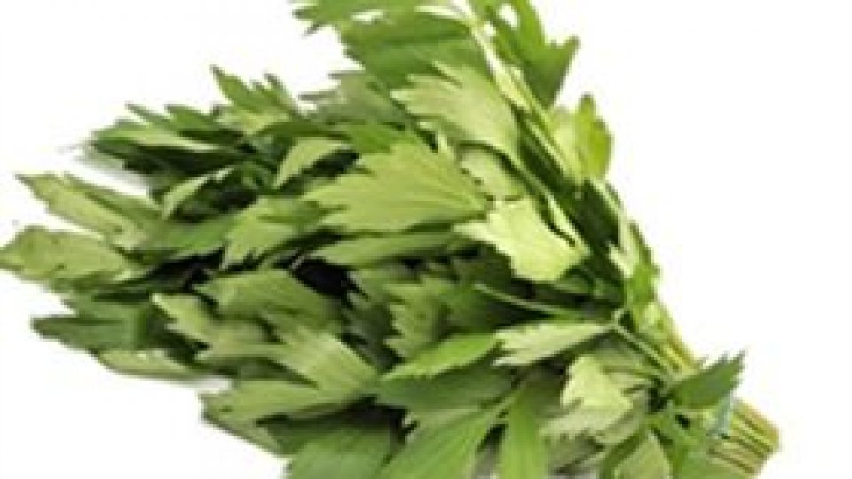 Leușteanul - esența venusității