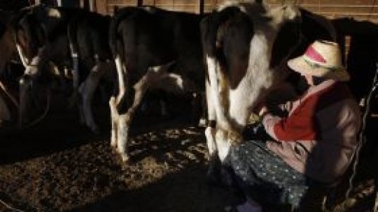 Producţia de lapte, afectată de scandalul aflatoxinei