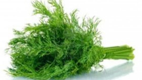 Mărarul – esența tinereții și a înfloririi