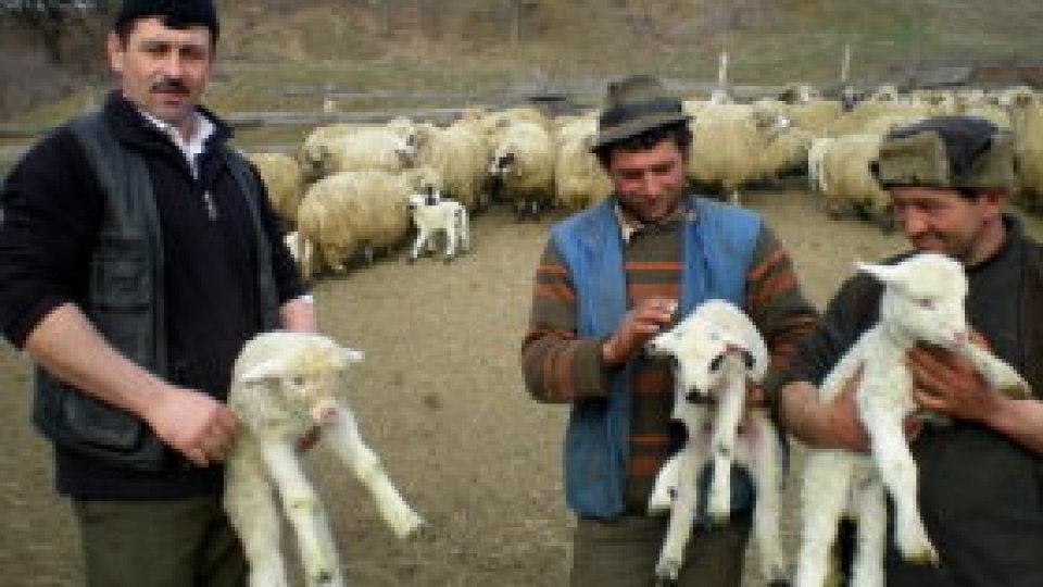 Boteitul oilor în Vrancea