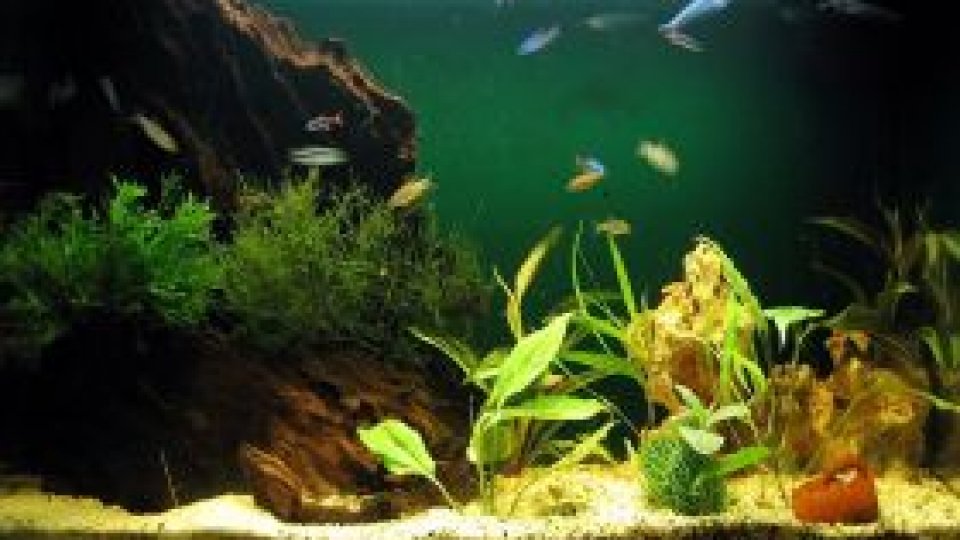 ''150 de cuvinte despre cei ce nu cuvântă'