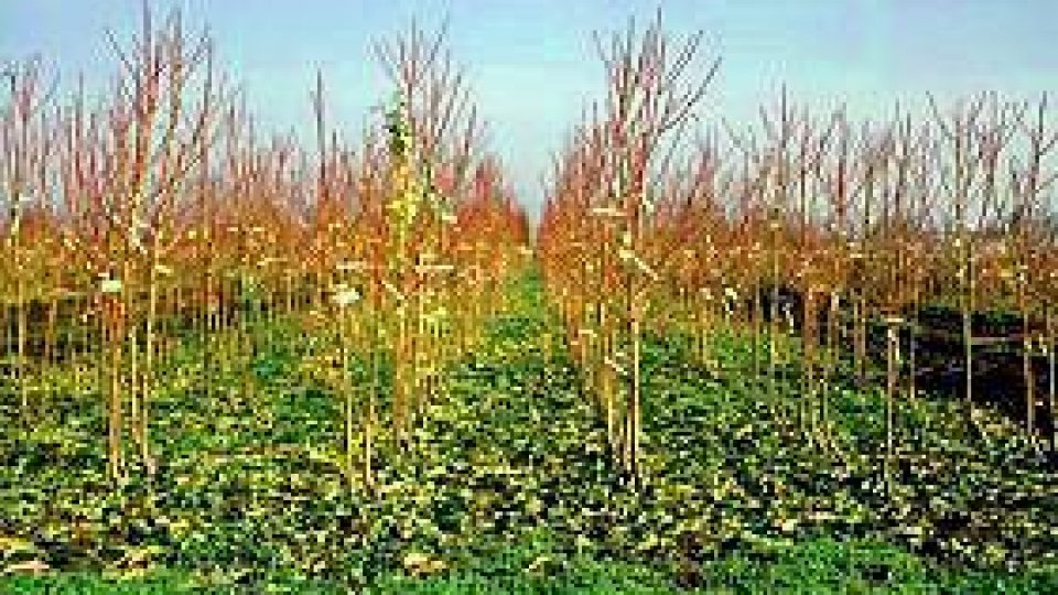 Grădina din curtea şcolii