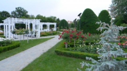 Timişoara, oraşul rozelor