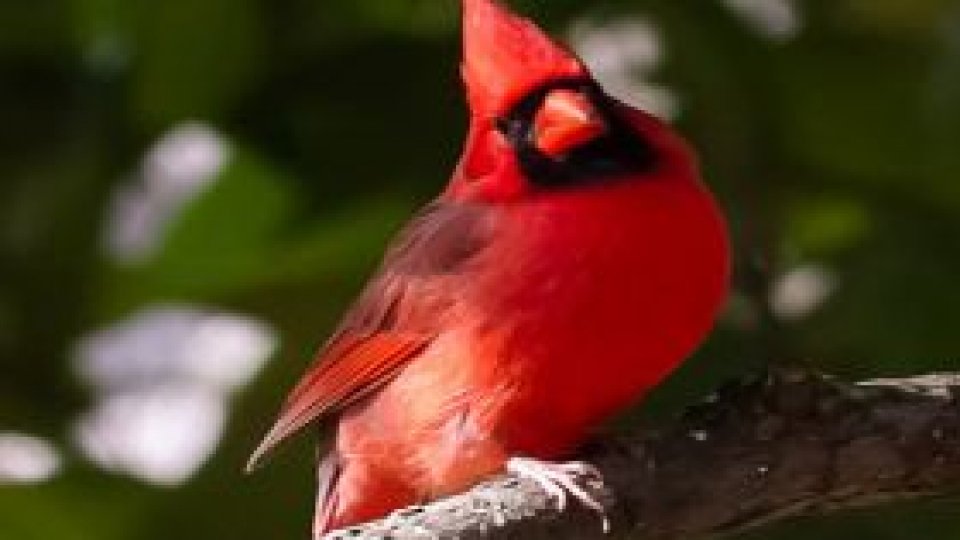 ''150 de cuvinte despre cei ce nu cuvântă''