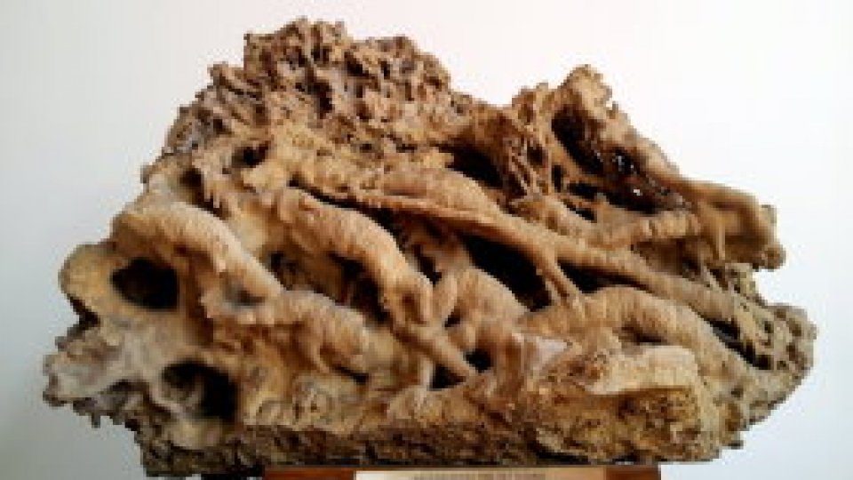 O colecție unică la Universitatea din Petroșani