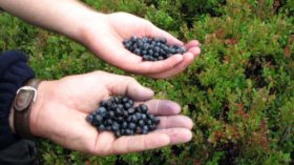 Fructe de pădure congelate, "contaminate cu virusul hepatitei A"