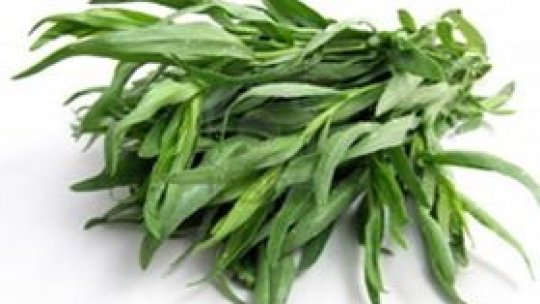 Tarhonul - iarba șamanilor