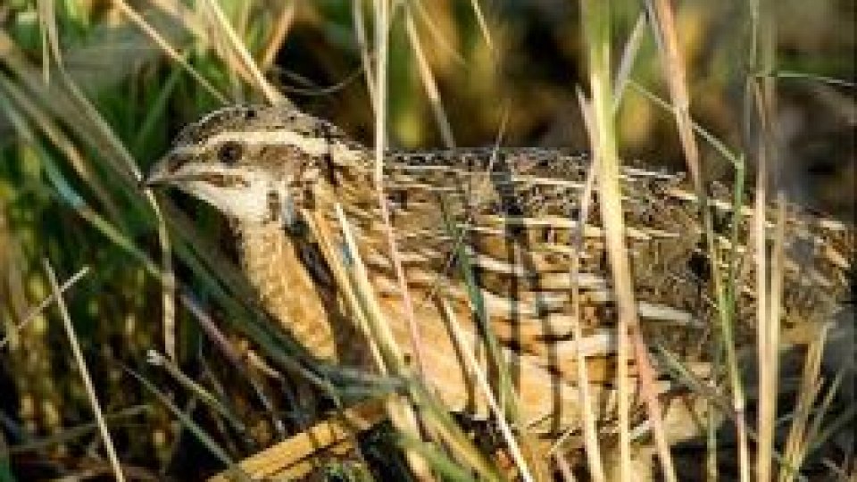 ''150 de cuvinte despre cei ce nu cuvântă''