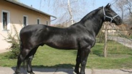 Turism ecvestru la Izvin!