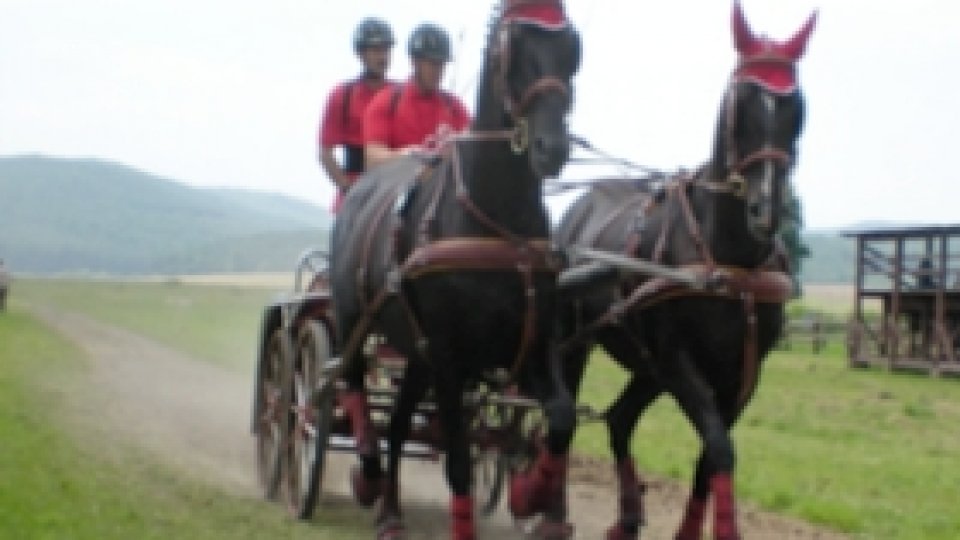 40 de lipiţani de la Herghelia Sâmbăta de Jos, scoşi la vânzare
