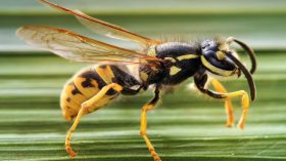 ''150 de cuvinte despre cei ce nu cuvântă''