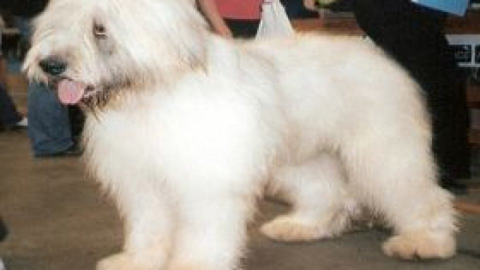 ''150 de cuvinte despre cei ce nu cuvântă''