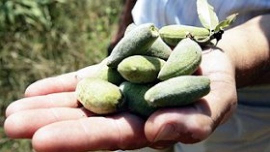 Povestea migdalilor din satul dintre dealuri