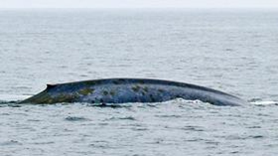 ''150 de cuvinte despre cei ce nu cuvântă'