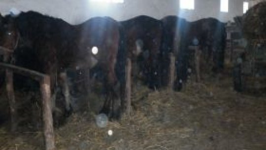 Lecţie de echitaţie şi nu de agricultură în Bărăgan