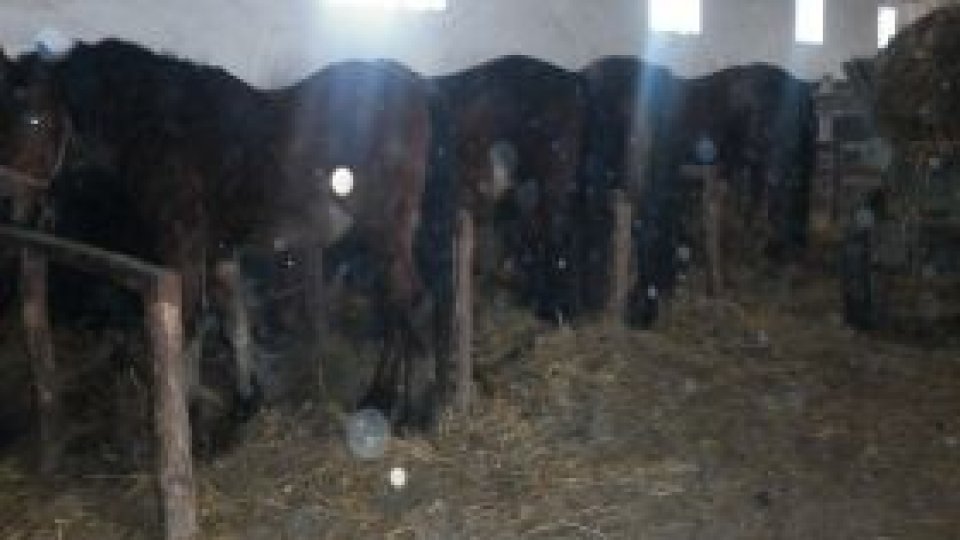 Lecţie de echitaţie şi nu de agricultură în Bărăgan