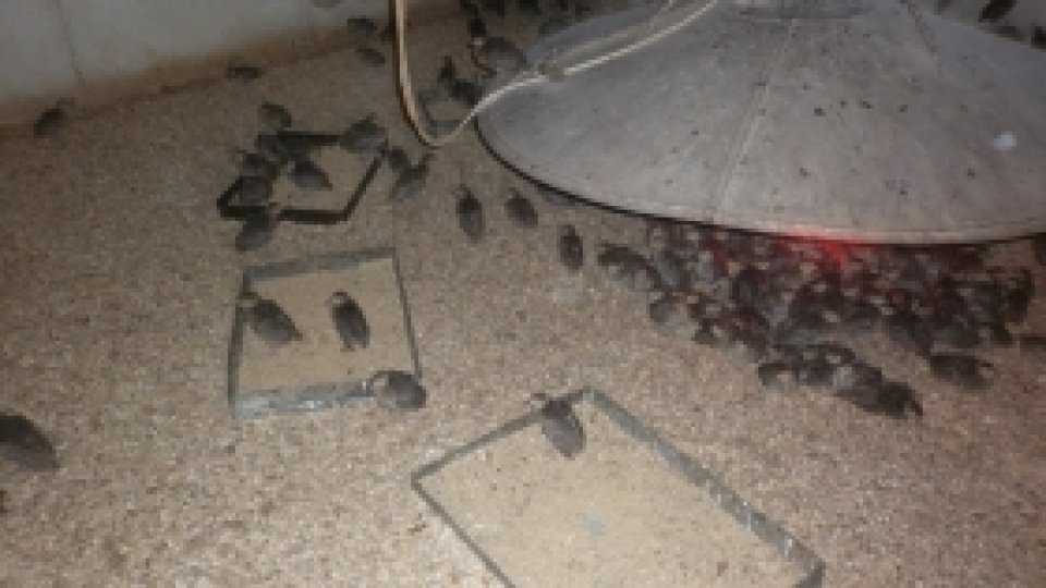 Lux gastronomic, acum şi înainte de 1989