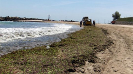 Algele de la malul mării au fost strânse