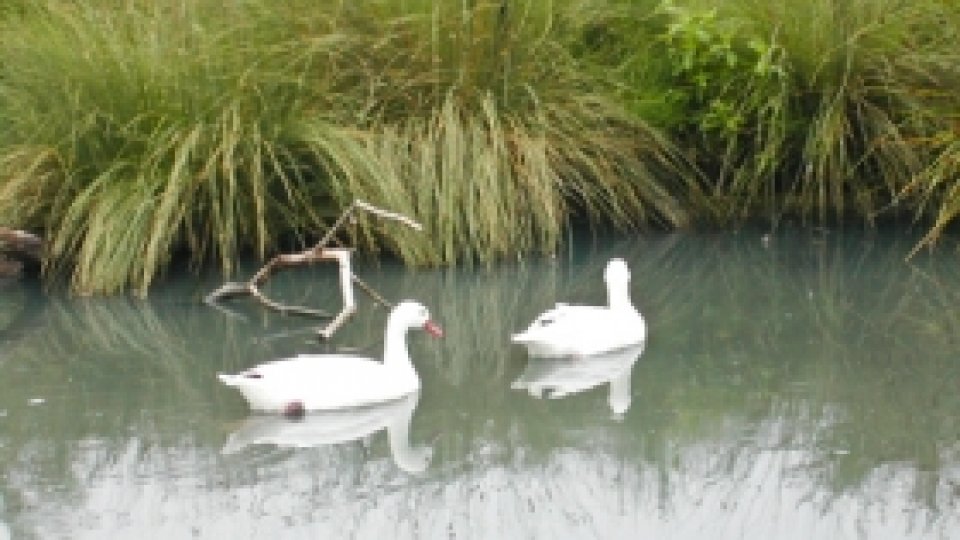 Lebădă mâncată lângă Castelul Windsor din Marea Britanie