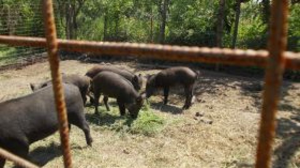 Mistreţii din... ogradă