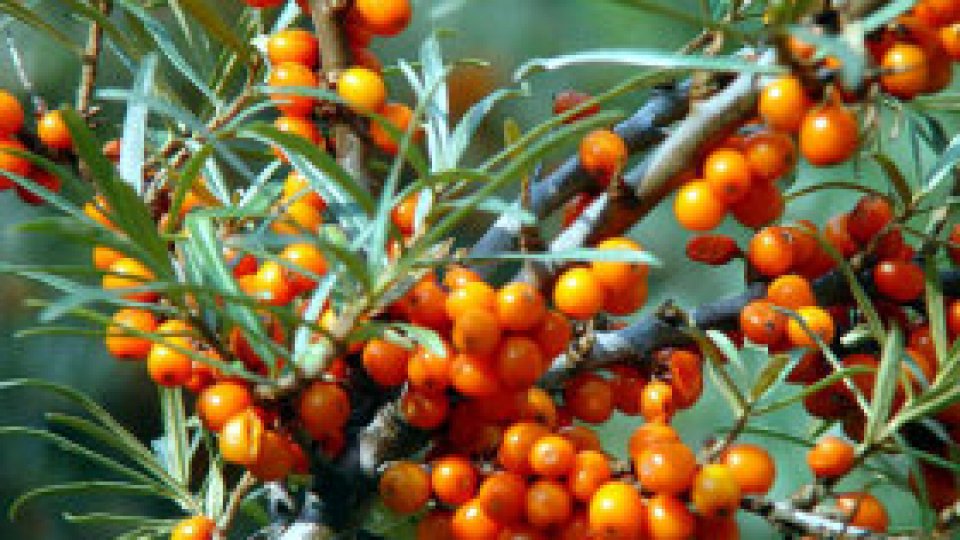 Şi animalele apelează la "farmacia naturii"